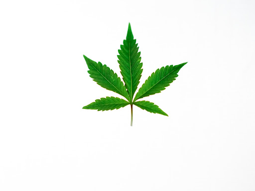 A single marijuana leaf, vibrant green and beautifully detailed, set against a clean white background.
