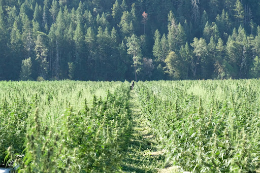 A picturesque scene of marijuana cultivation amidst the beauty of nature. Lush green plants thrive under the sunlight, surrounded by tall trees, vibrant flowers, and a serene landscape, highlighting the harmonious coexistence of cannabis cultivation and the natural environment.